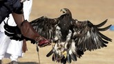 Burung Elang menjadi hewan peliharaan favorit penduduk Mesir, karena mereka percaya bahwa burung bermata tajam itu merupakan titisan Dewa Horus.