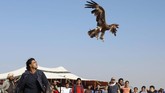 Seorang anggota EGY Falconer Club melepas Burung Elang peliharaannya ke langit lepas.