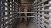Rumah sakit ini berdiri di tepi Sungai Yamuna, berdekatan dengan lahan konservasi yang menjadi rumah bagi sekitar 22 gajah. (REUTERS/Anushree Fadnavis)