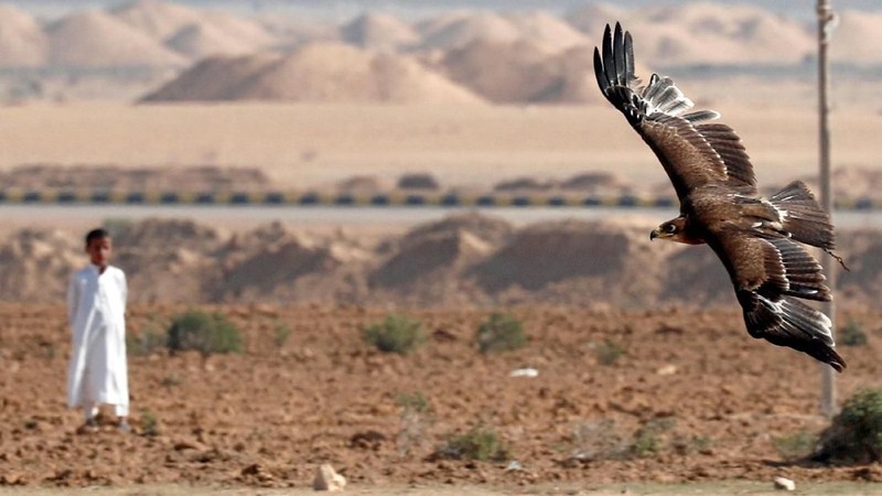 Burung pemangsa melejit melalui langit biru dan memamerkan keterampilan berburu mereka.
