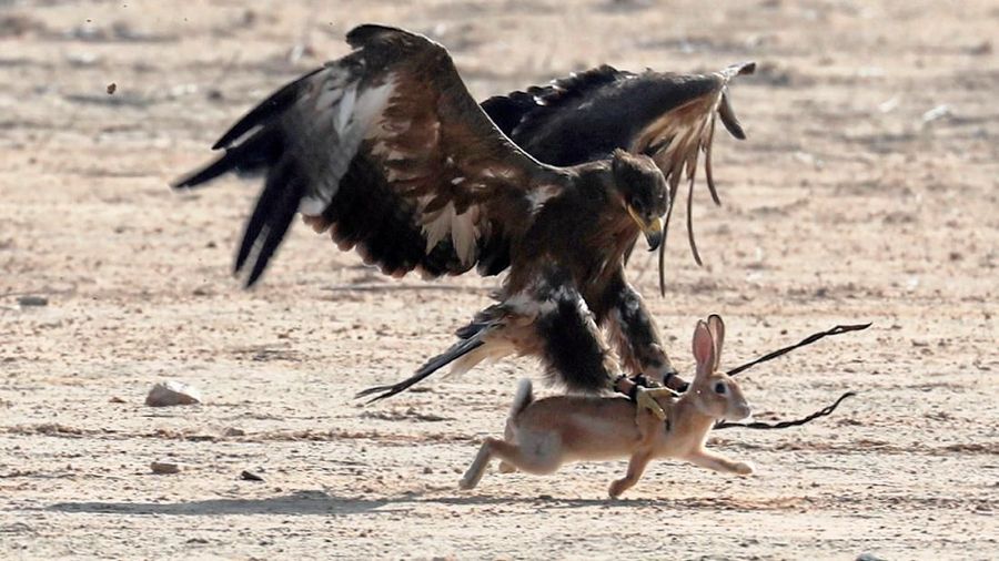 Burung pemangsa melejit melalui langit biru dan memamerkan keterampilan berburu mereka.