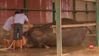 VIDEO: Rumah Sakit Khusus Gajah Dibangun di India