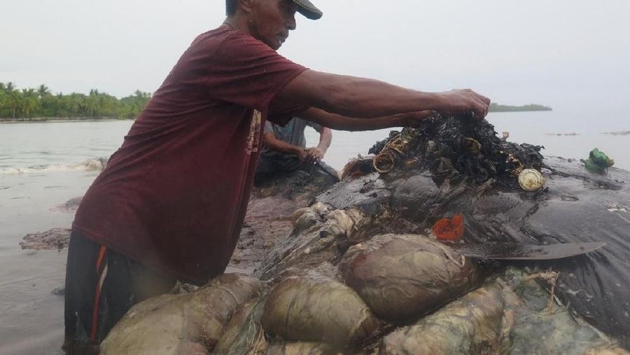 Saat ditemukan, di dalam perut paus itu terdapat beraneka ragam sampah.