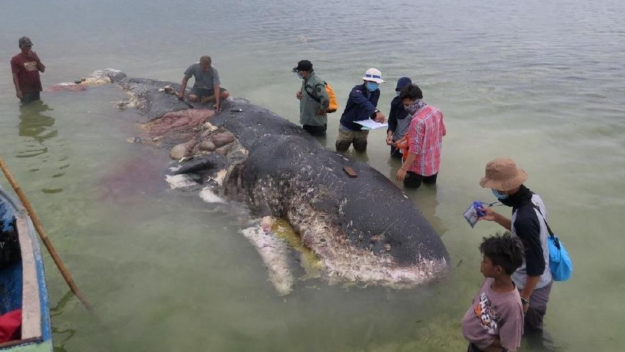 Saat ditemukan, di dalam perut paus itu terdapat beraneka ragam sampah.