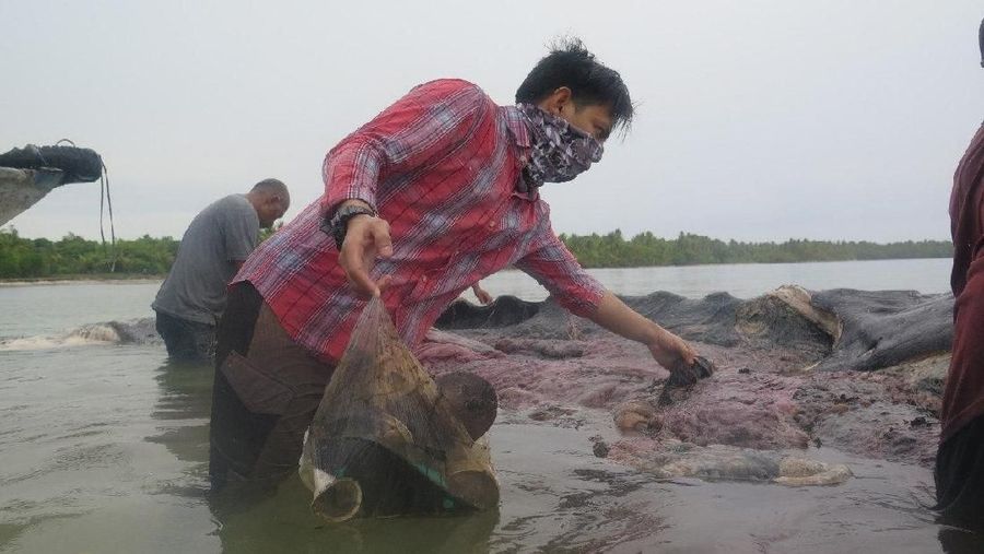 Saat ditemukan, di dalam perut paus itu terdapat beraneka ragam sampah.