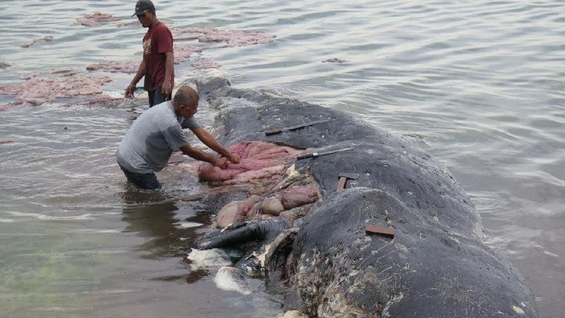 Sejak dahulu sampah plastik menjadi salah satu permasalahan yang dialami oleh berbagai negara di dunia karena penyebab pencemaran lingkungan.