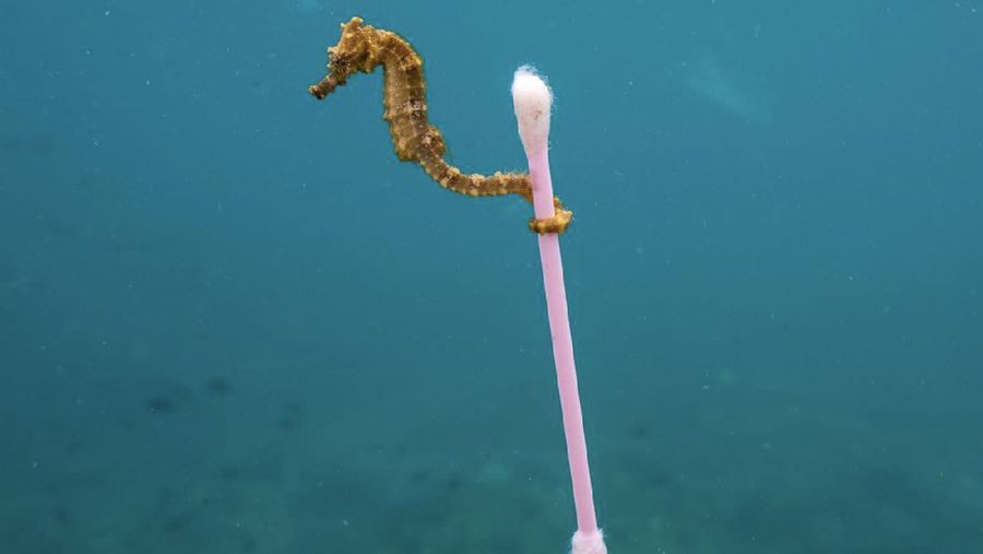 Sejak dahulu sampah plastik menjadi salah satu permasalahan yang dialami oleh berbagai negara di dunia karena penyebab pencemaran lingkungan.