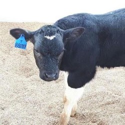 Mentan Pamerkan Sapi Berotot, Punya Sperma Rp 15 Juta