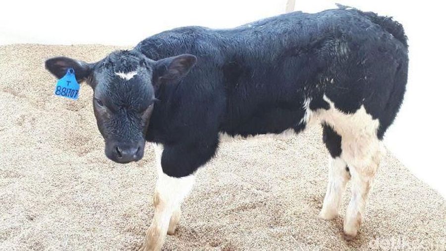 Sapi Belgian Blue diternakkan di Indonesia.