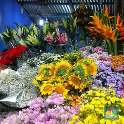 Tertekan Pandemi, Pengusaha Bunga pun Jadi Petani Sayur