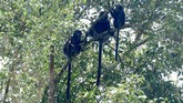 Jika beruntung, pendaki dapat menemukan gerombolan Lutung Jawa (Trachypithecus auratus) bergelantungan di pepohonan.