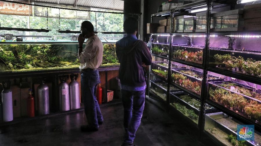 Ia menjual dengan berbagai macam tergantung jenis dan ukurannya, hargnya sekitar Rp 1 juta hingga ratusan juta untuk ukuran besar.
