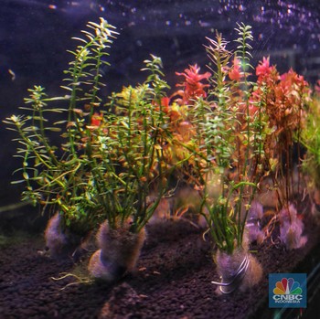 Melihat Bisnis Berhias Kebun di Akuarium Aquascape