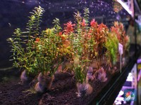 Melihat Bisnis Berhias Kebun di Akuarium Aquascape