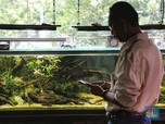 Menguak Rintangan Terbesar Bisnis Aquascape: Masalah Teknis