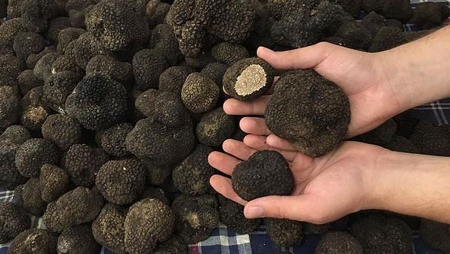 Jamur Truffle (Ist Truffle.com)
