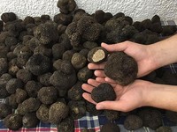 Bukan Kurma, Negara Islam Ini Malah Cari Jamur Buat Buka Puasa Ramadan