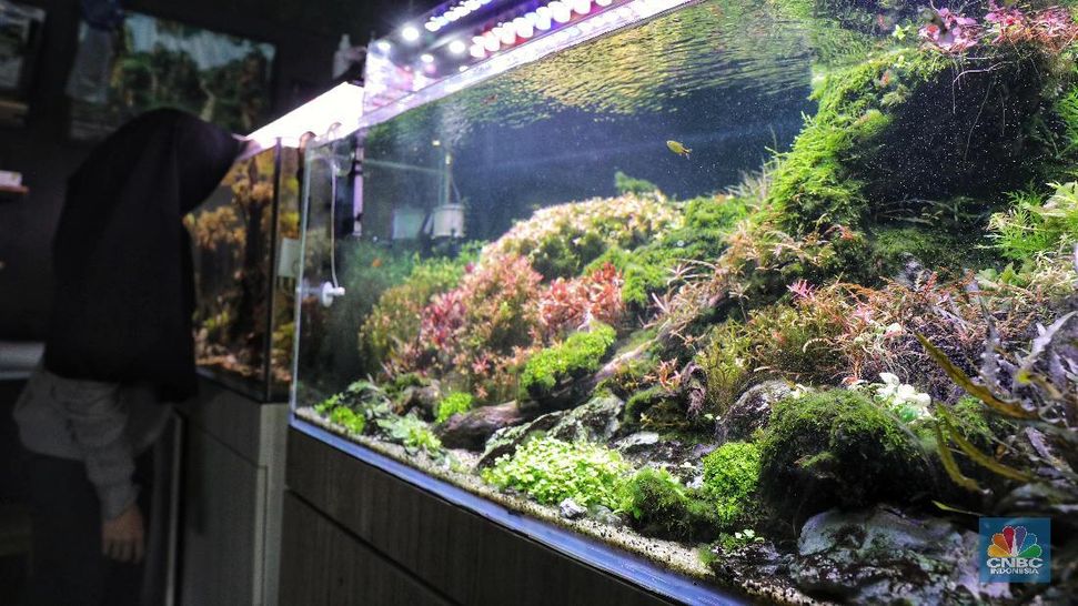 51 Desain Aquarium Air Terjun Gratis Terbaik