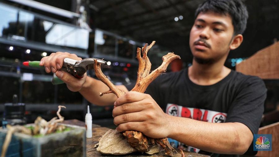 Ia menjual dengan berbagai macam tergantung jenis dan ukurannya, hargnya sekitar Rp 1 juta hingga ratusan juta untuk ukuran besar.