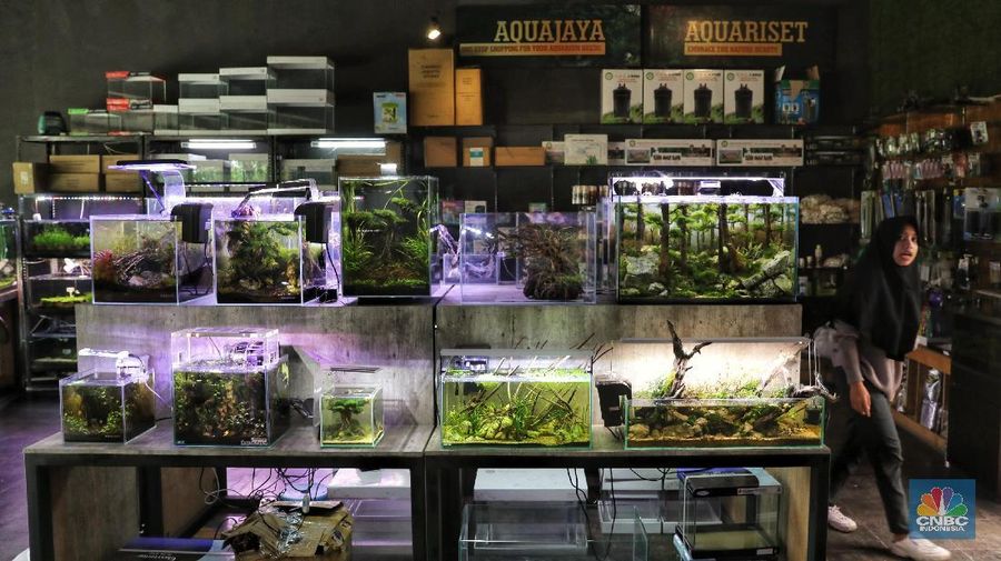 Ia menjual dengan berbagai macam tergantung jenis dan ukurannya, hargnya sekitar Rp 1 juta hingga ratusan juta untuk ukuran besar.
