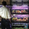 Yuk! Kenali Aquascape, Sebuah Seni Dekorasi Dalam Akuarium