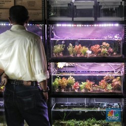 Yuk! Kenali Aquascape, Sebuah Seni Dekorasi Dalam Akuarium