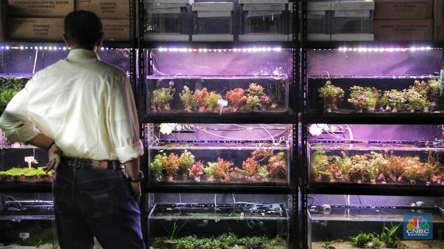 Secara harfiah, Aquascape merupakan akuarium yang didekorasi.