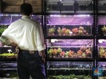 Yuk! Kenali Aquascape, Sebuah Seni Dekorasi Dalam Akuarium