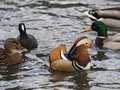 Seekor Bebek Mandarin Jadi Perbincangan di New York