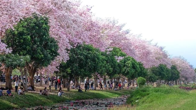 Mengenal Bunga Tabebuya Sakura Yang Warnai Surabaya