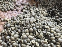 Duh, Kopi Indonesia Digoyang Isu Zat Berbahaya