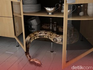 Waspada, 5 Titik Ini Sering Jadi Jalan Masuk Ular ke Rumah