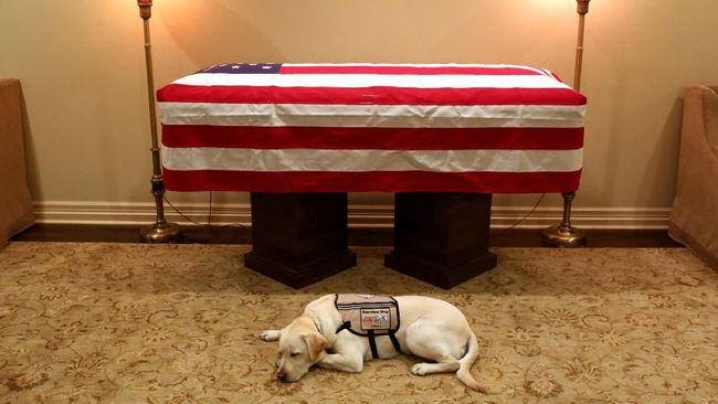 Sully, Anjing George HW Bush Setia Menjaga di Samping Peti