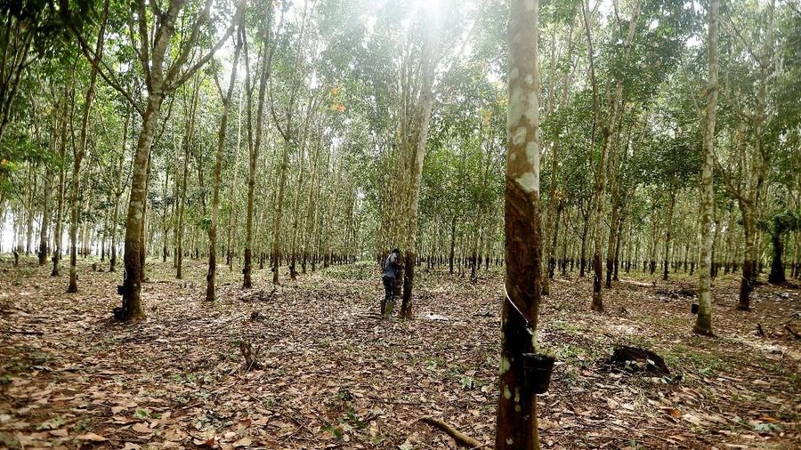 Produsen remah karet (crumb rubber) PT Kirana Megatara Tbk (KMTR) akan melakukan penerbitan saham baru dengan Hak Memesan Efek Terlebih Dahulu.