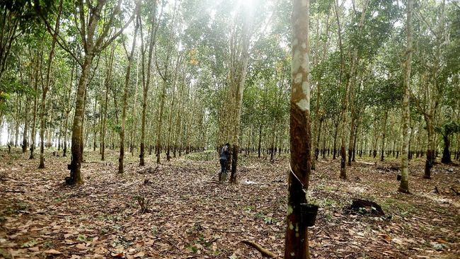 Eksportir Karet Terancam, Terobosan China Bikin Tak Butuh Impor