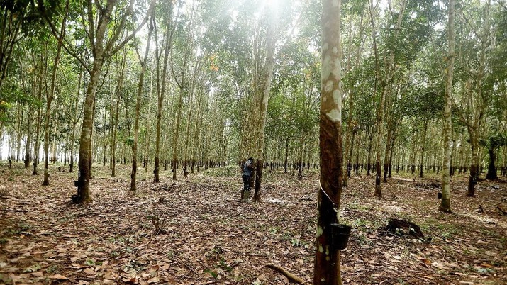 Ilustrasi perkebunan karet di Nsuaem, Ghana. REUTERS / Zohra Bensemra Koko Muzala, 17, makes incisions on a tree to tap rubber at a Rubber plantation in Nsuaem, Ghana November 24, 2018. Picture taken November 24, 2018. REUTERS/Zohra Bensemra