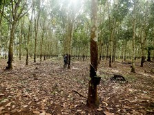 Investor Hati-hati Perang Meletus, Harga Karet Anjlok 1,3%