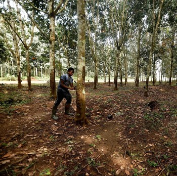 Simak Kisah Muzala, Bocah Petani Karet Miskin dari Ghana