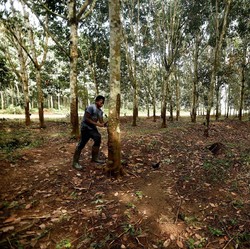 Harga Karet Melesat Nyaris 3%! Ada Apa Ini?