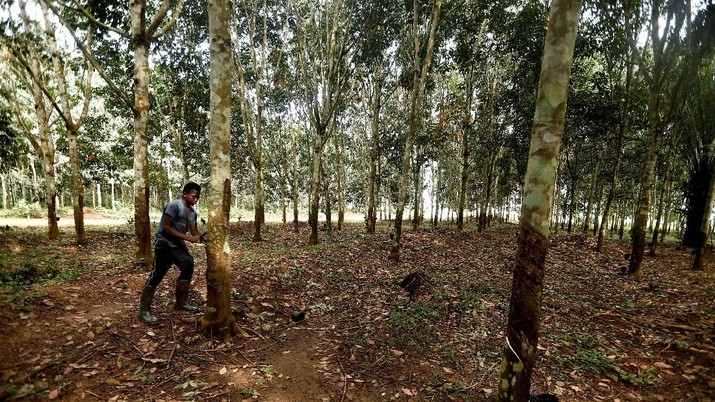 Nasib Berat Petani Karet: Harga Turun, Ekspor Anjlok Petani karet dalam tekanan harga dan penyakit karet