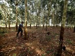 Harga Karet Ambles, Minyak Jadi 'Tersangka'! Kok Bisa?