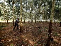 Harga Karet Anjlok, Ini Cara Pemerintah Naikkan Harga