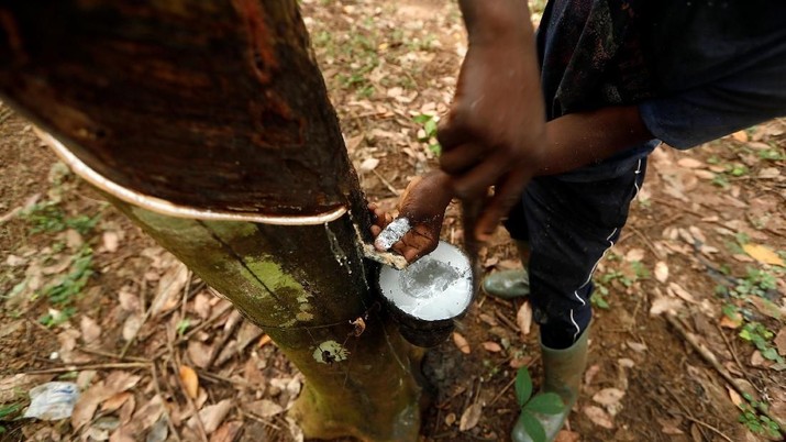 Koko Muzala, 17, extracts rubber from a tree at a Rubber plantation in Nsuaem, Ghana November 24, 2018. Picture taken November 24, 2018. REUTERS/Zohra Bensemra