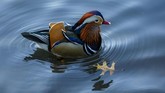 The now famous Mandarin Duck, nicknamed Mandarin Patinkin, makes an appearance amongst other ducks and geese on November 27, 2018, at a pond in Central Park in New York. - The colorful duck, native to China and Japan, has been nicknamed Mandarin Patinkin by local media, after the actor/singer Mandy Patinkin. (Don EMMERT / AFP)