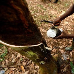 Harga Karet Menuju Penguatan Mingguan Pertama Dalam 5 Pekan