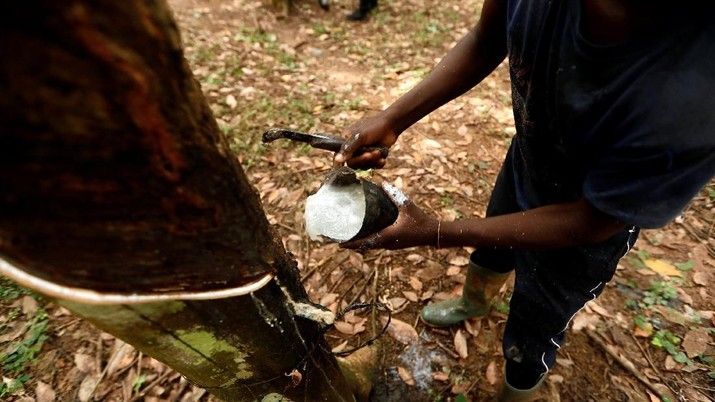 Ilustrasi perkebunan karet di Nsuaem, Ghana. REUTERS / Zohra Bensemra Koko Muzala, 17, collects rubber at a Rubber plantation in Nsuaem, Ghana November 24, 2018. Picture taken November 24, 2018. REUTERS/Zohra Bensemra