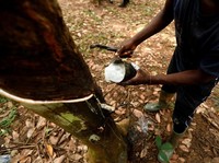 Harga Karet Melonjak, Produsen Sarung Karet RI ini Dapat Durian Runtuh