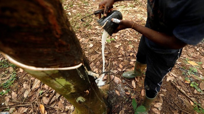 Koko Muzala, 17, collects rubber at a Rubber plantation in Nsuaem, Ghana November 24, 2018. Picture taken November 24, 2018. REUTERS/Zohra Bensemra