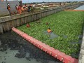Soal Eceng Gondok, DKI Perlu Pelajari Kegagalan Rawa Pening