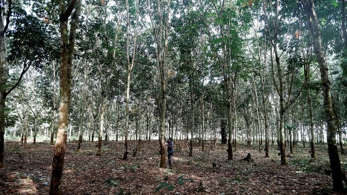 Ilustrasi perkebunan karet di Nsuaem, Ghana. REUTERS / Zohra Bensemra Koko Muzala, 17, makes incisions on a tree to tap rubber at a Rubber plantation in Nsuaem, Ghana November 24, 2018. Picture taken November 24, 2018. REUTERS/Zohra Bensemra